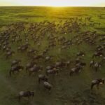 great-migration