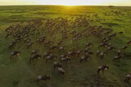 great-migration