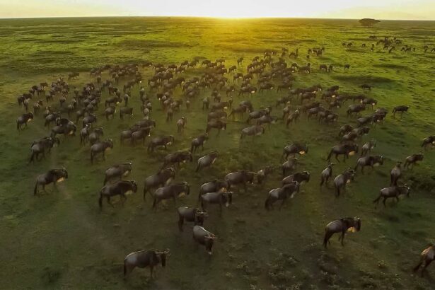 great-migration