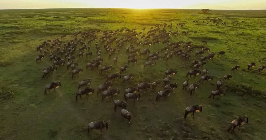 great-migration