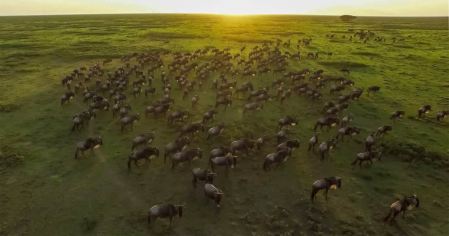 great-migration